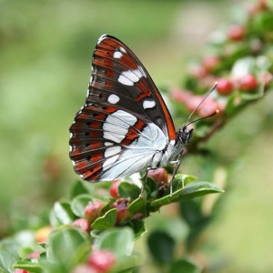 Vlinders butterflies